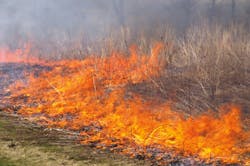 Wildfirebrush Jpg 649ae34bd6fc2 Wildfirebrush Jpg 649ae34bd6fc2