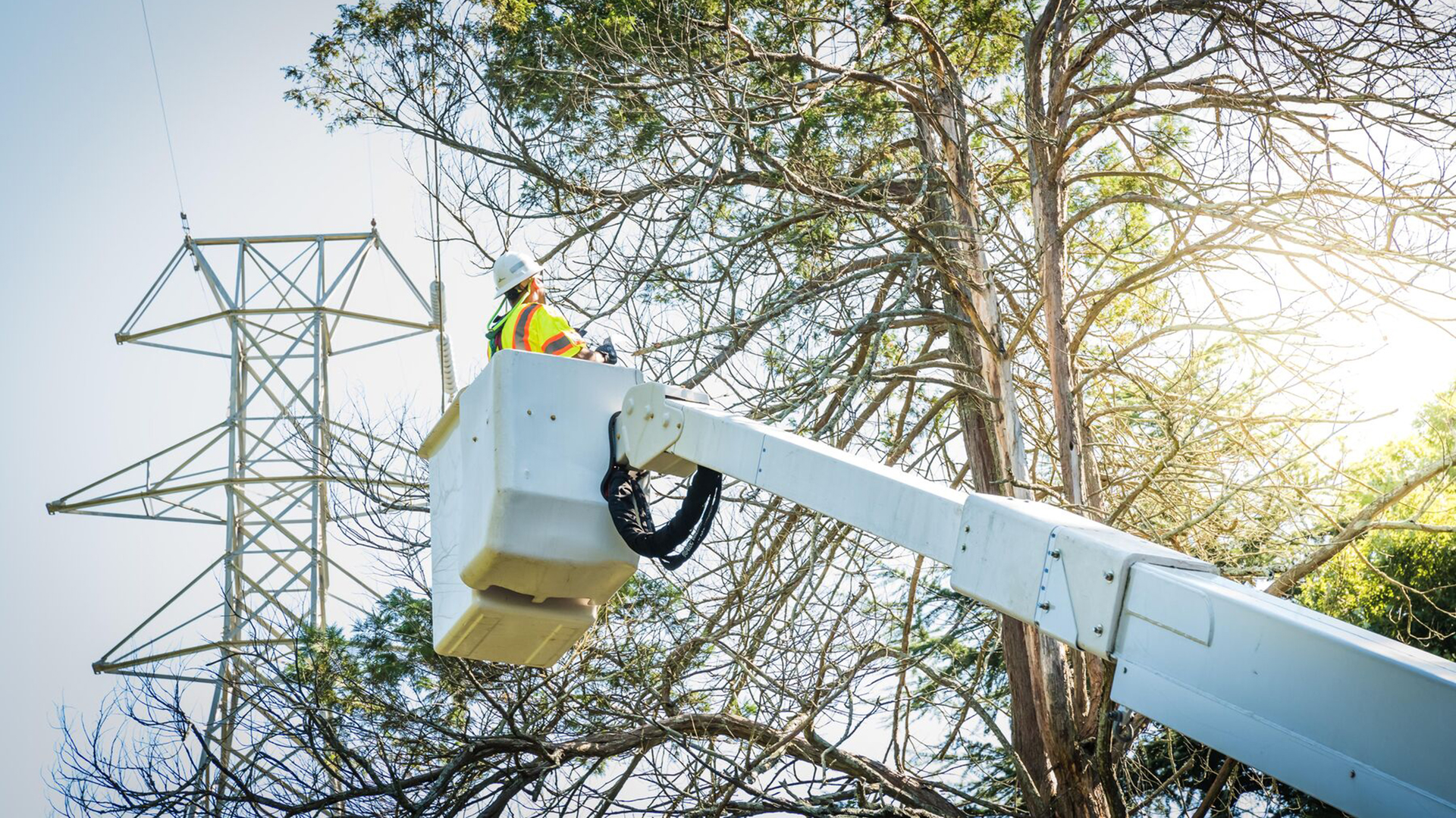 Part Two Transmission Vegetation Management Transformation T&D World