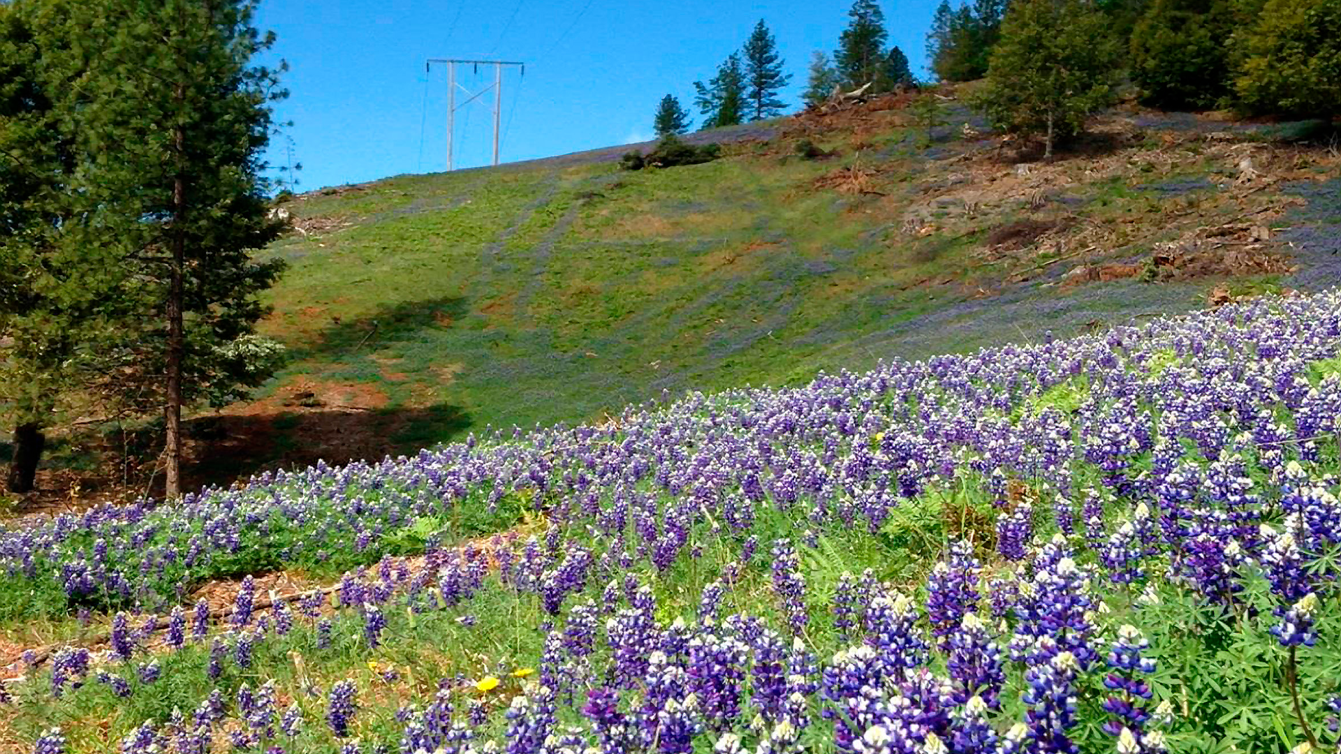 Row Wildflower Pic Large Size 6477be1950f50 64b07aa84f365