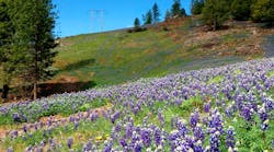 Row Wildflower Pic Large Size 6477be1950f50 Row Wildflower Pic Large Size 6477be1950f50