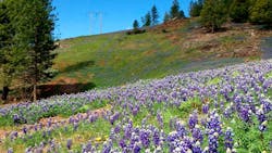 Row Wildflower Pic Large Size 6477be1950f50 64b07aa84f365 Row Wildflower Pic Large Size 6477be1950f50 64b07aa84f365