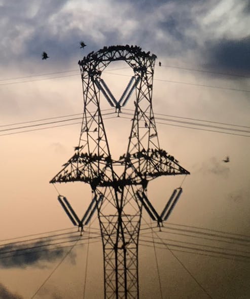 Common ravens roosting on 500kV towers.