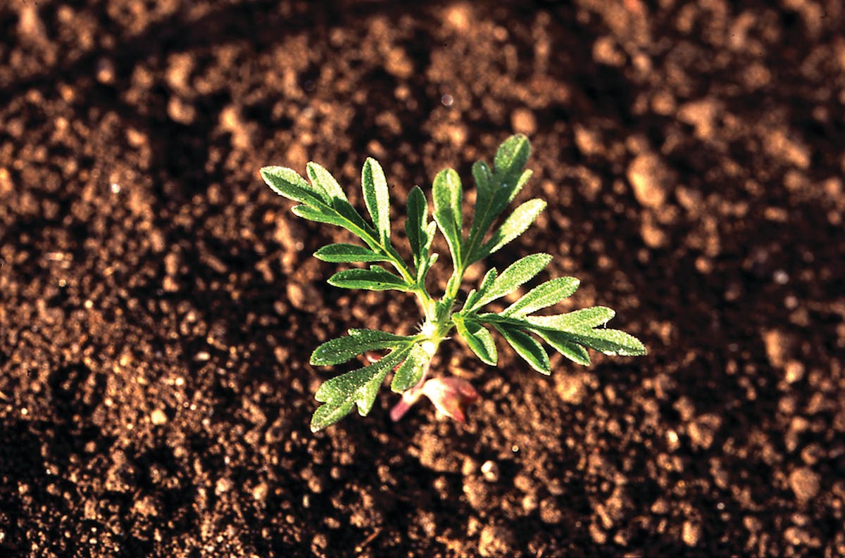Common ragweed seedlings emerge from May to June.