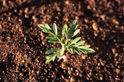 Common ragweed seedlings emerge from May to June. Common ragweed seedlings emerge from May to June.