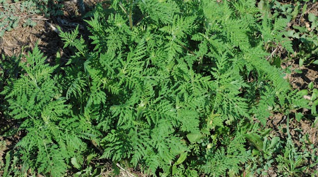 Common ragweed can be found in every state except Alaska.