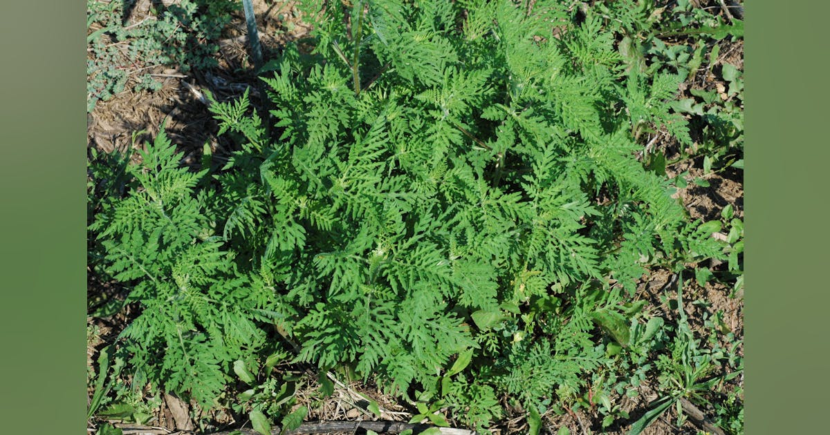 Invasive Watch: Common Ragweed | TD World