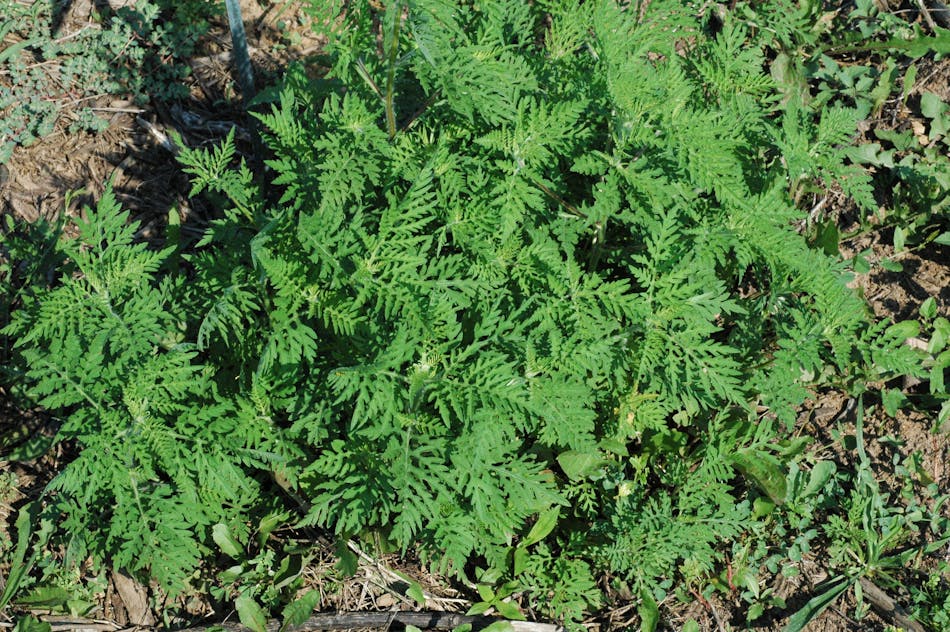 Common ragweed can be found in every state except Alaska.