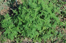 Common ragweed can be found in every state except Alaska. Common ragweed can be found in every state except Alaska.