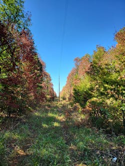 OG&E only relies on tree-trimming crews to control the tops of trees that herbicide application equipment is unable to reach. Photo courtesy of OG&E OG&E only relies on tree-trimming crews to control the tops of trees that herbicide application equipment is unable to reach. Photo courtesy of OG&E