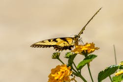 Corteva Br Aug2020 19 64d1577d513db Corteva Br Aug2020 19 64d1577d513db