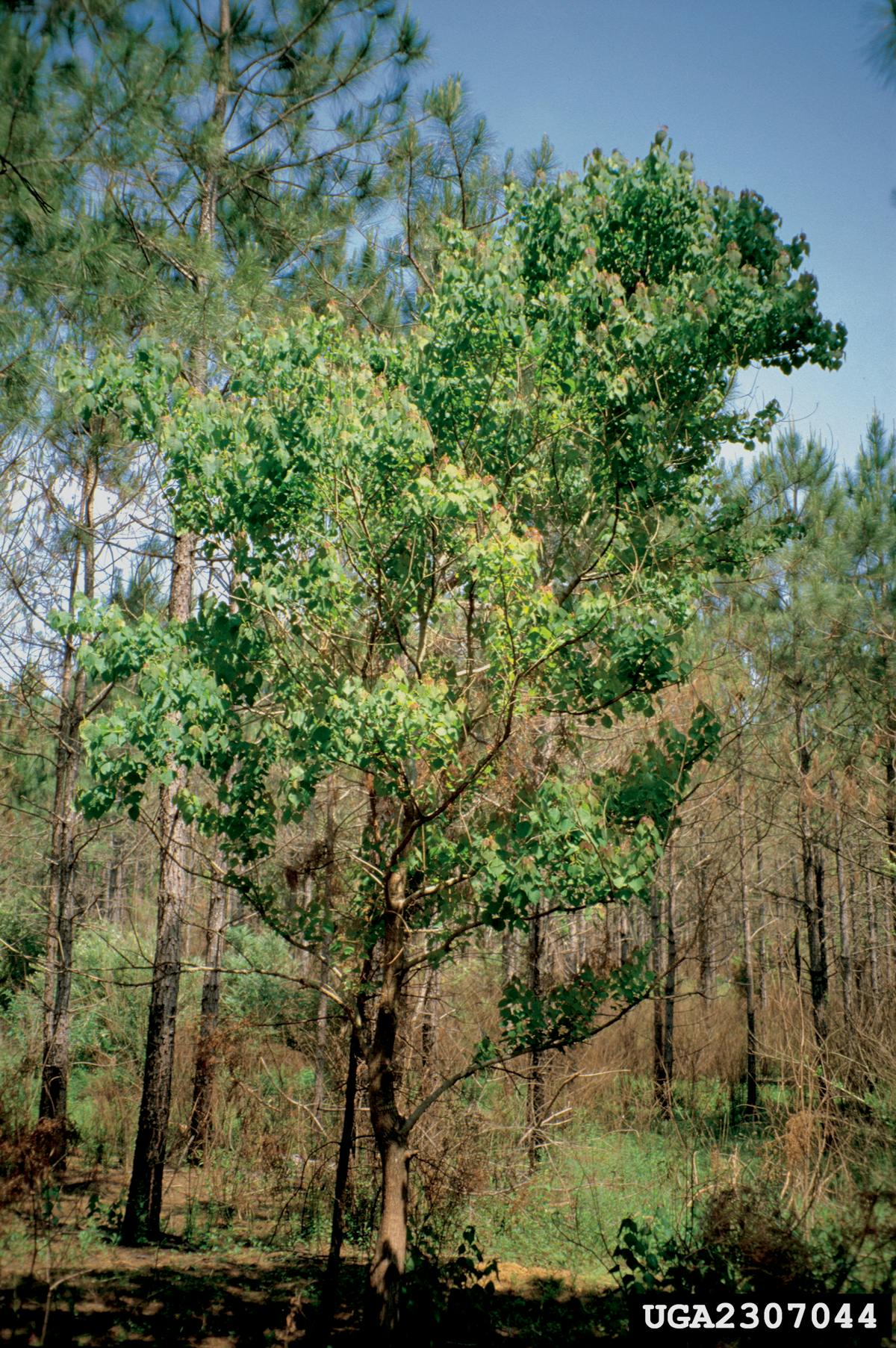 Some Chinese tallowtrees can produce up to 100,000 seeds. James H. Miller, USDA Forest Service, Bugwood.org