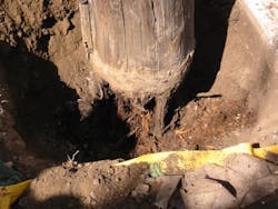 Shows the decay pattern of a thick sapwood pole because these poles decay from the outside-in Shows the decay pattern of a thick sapwood pole because these poles decay from the outside-in