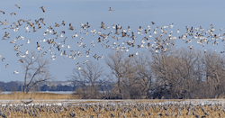 Because birds frequently pass between areas for roosting, nesting and feeding, power lines that bisect these areas increase the risk of avian collision.
