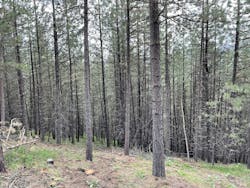 Forested section of Boise National Forest that has not been treated for fuel reduction. This area is slated for work in 2024.
