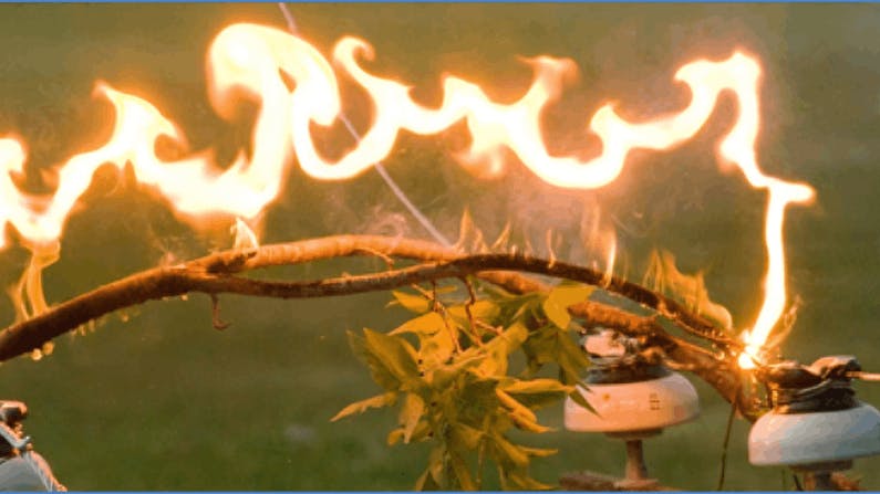 Tree branch spanning two phases of power line can become ignited and fall to ground, igniting dry brush or grass on ground.