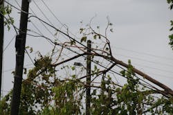 The challenge is greater in tropical nations like St. Lucia, where the humid, maritime climate means faster and more aggressive degradation of untreated wood due to humidity, rot, and wood-boring or consuming insects like termites. The challenge is greater in tropical nations like St. Lucia, where the humid, maritime climate means faster and more aggressive degradation of untreated wood due to humidity, rot, and wood-boring or consuming insects like termites.