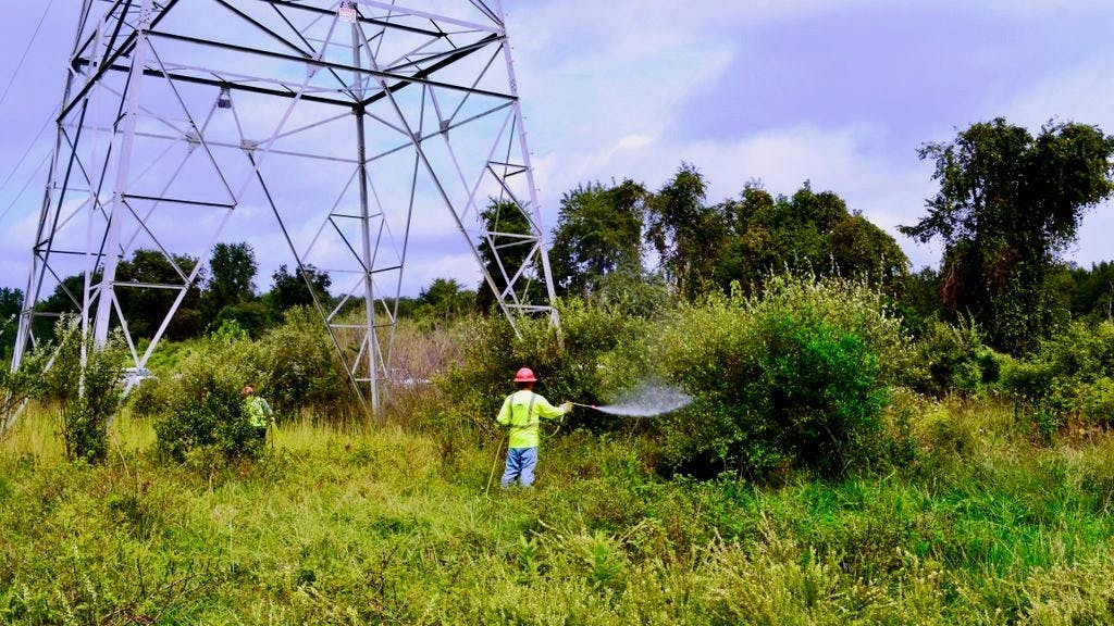 Autumn Olive is structurally compatible but is an aggressive invasive. At low density, it is easily controlled.