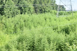 There are many species of invasive bamboo that may be structurally compatible with overhead lines.