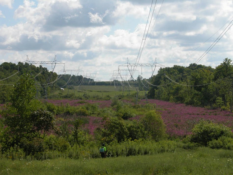 Purple loosestrife is a low-growing herbaceous plant that out competes native wetland vegetation. Purple loosestrife is a low-growing herbaceous plant that out competes native wetland vegetation.