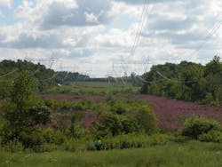 Purple loosestrife is a low-growing herbaceous plant that out competes native wetland vegetation. Purple loosestrife is a low-growing herbaceous plant that out competes native wetland vegetation.