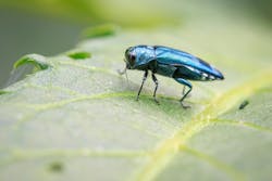An Emerald Ash Borer Beetle is an invasive insect that feeds on Ash trees. An Emerald Ash Borer Beetle is an invasive insect that feeds on Ash trees.