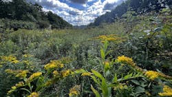 State Game Lands 33 is shown during the fall season as an example of an early successional habitat. State Game Lands 33 is shown during the fall season as an example of an early successional habitat.