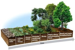 This figure shows an ecological succession ranging from exposed rocks to forests. This figure shows an ecological succession ranging from exposed rocks to forests.