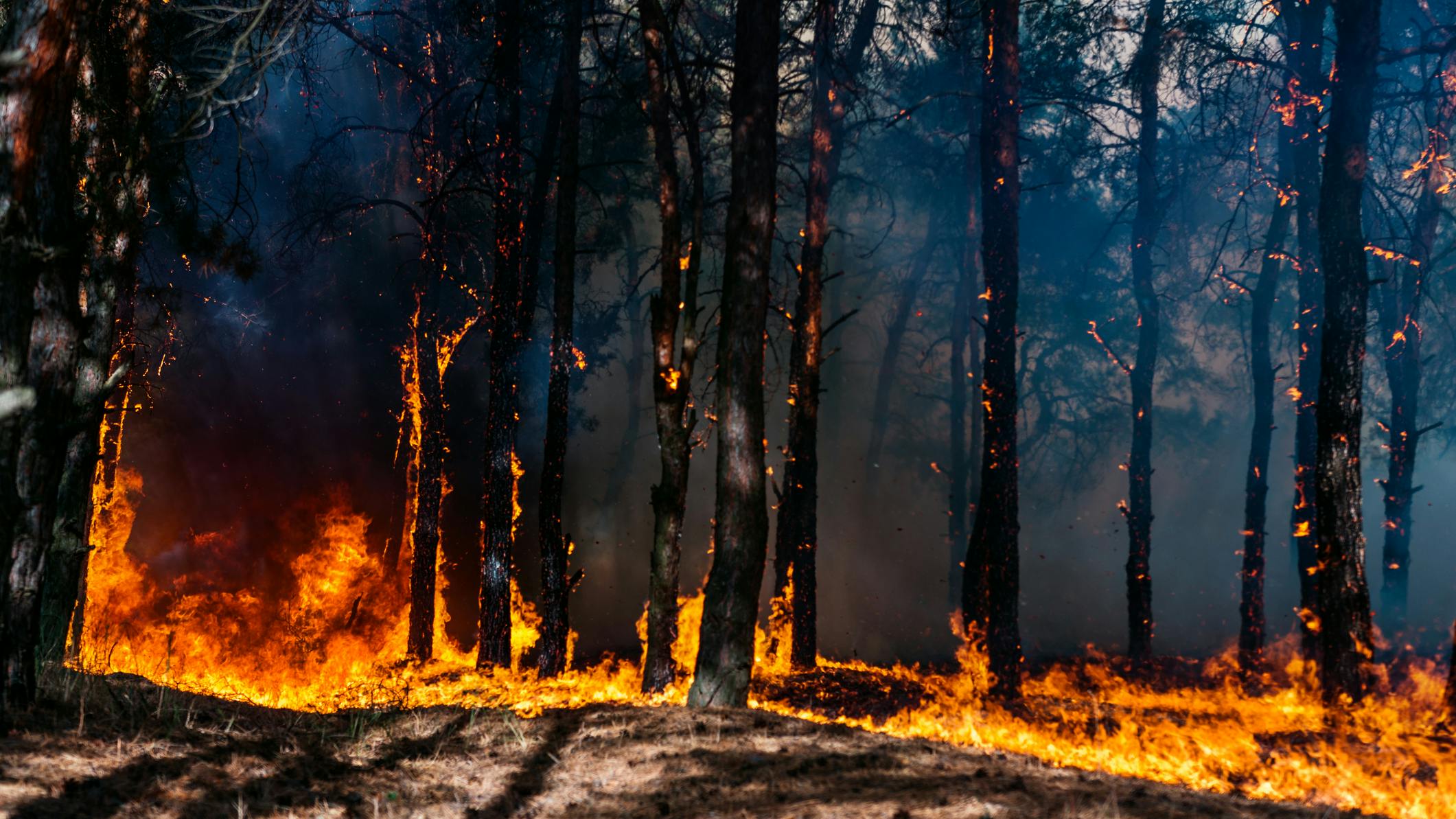 dreamstime_m_113651664