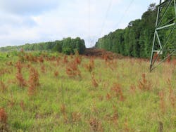 Combining selective herbicides with selective application methods – in this case, a backpack sprayer – allows vegetation managers and workers to target only undesirable species, while leaving desirable native vegetation in place. Combining selective herbicides with selective application methods – in this case, a backpack sprayer – allows vegetation managers and workers to target only undesirable species, while leaving desirable native vegetation in place.
