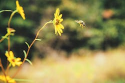 A well-planned, well-executed IVM program can help boost ESG scores through protection of pollinator habitat and promotion of habitat biodiversity. A well-planned, well-executed IVM program can help boost ESG scores through protection of pollinator habitat and promotion of habitat biodiversity.