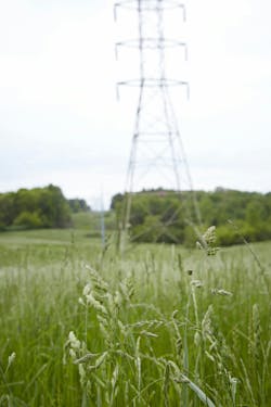 By targeting only undesirable vegetation, an IVM program can help restore and maintain native grasses and, as a result, native wildlife species. By targeting only undesirable vegetation, an IVM program can help restore and maintain native grasses and, as a result, native wildlife species.