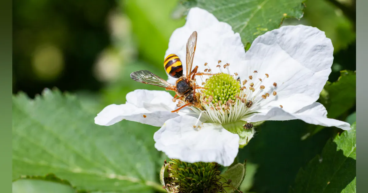 Wolds Rarest Bee Discovery of Rare Bee Species in Con Edison's Transmission Right-of-Way ...