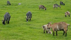 66cdd6c878509bae10507177 Dreamstime M 15658280 66cdd6c878509bae10507177 Dreamstime M 15658280