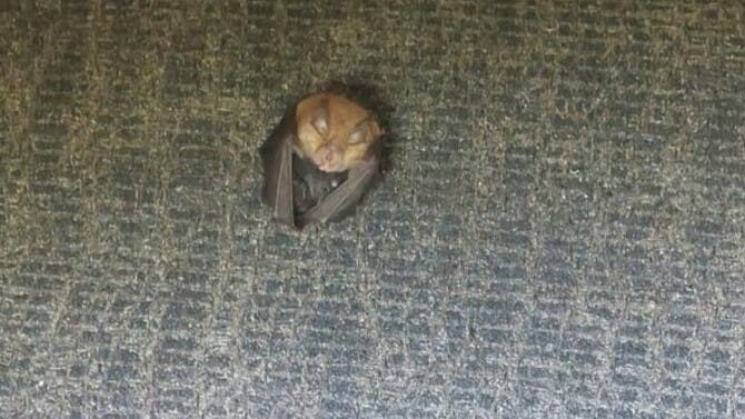 6722a47e1f3c92c1c16b7444 Lesser Horseshoe Bat And Pup Small