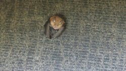 6722a47e1f3c92c1c16b7444 Lesser Horseshoe Bat And Pup Small 6722a47e1f3c92c1c16b7444 Lesser Horseshoe Bat And Pup Small