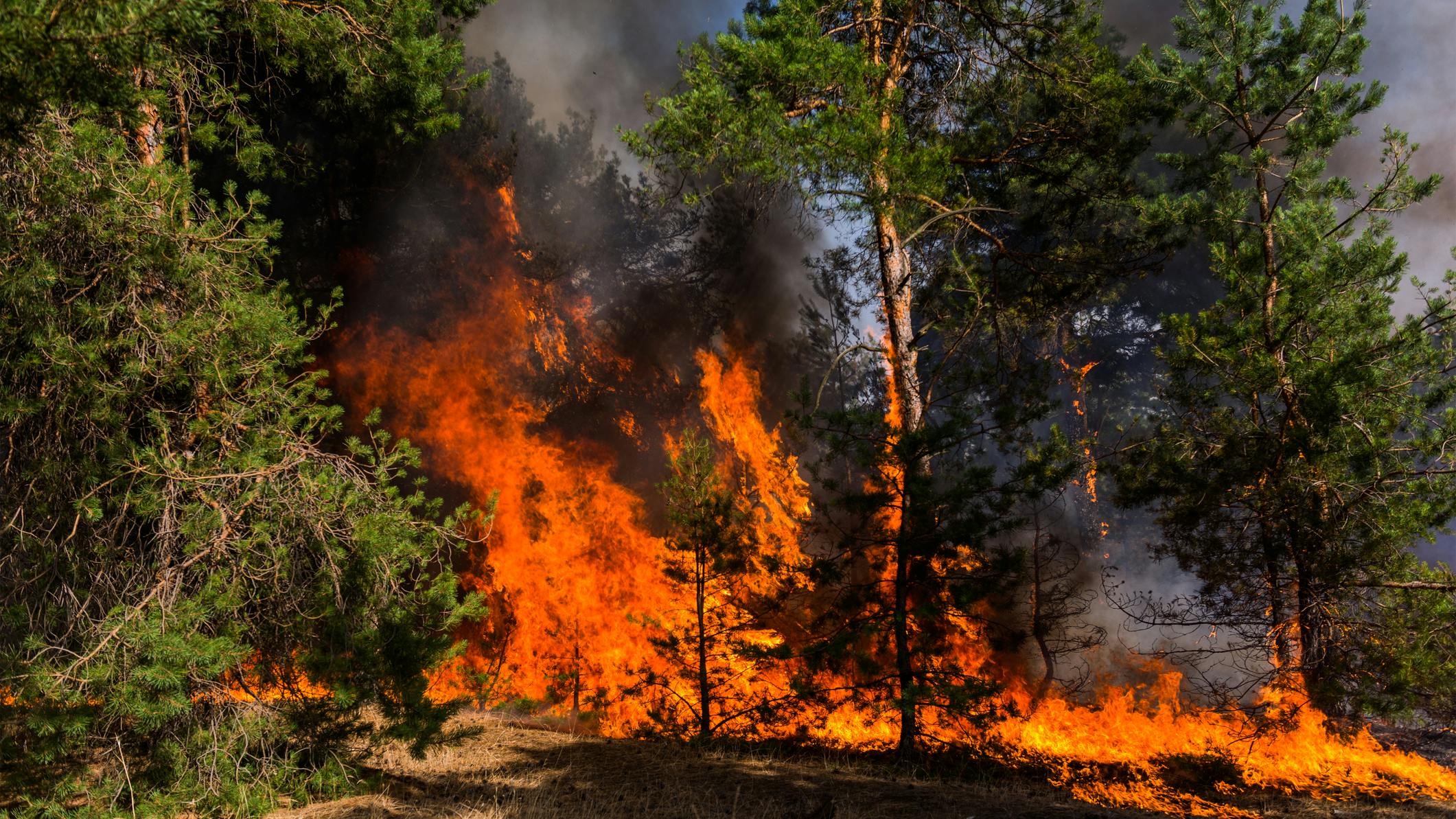 dreamstime_m_121896650_1