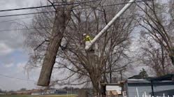 cahokia_heights_tree_removal cahokia_heights_tree_removal