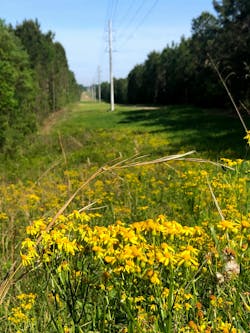 Native groundcovers and early successional plants have returned to Cooperative Energy’s ROWs, replacing the tangled undergrowth and other undesirable vegetation. Native groundcovers and early successional plants have returned to Cooperative Energy’s ROWs, replacing the tangled undergrowth and other undesirable vegetation.