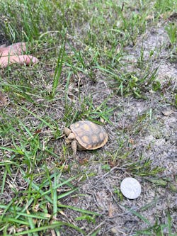 Mississippi’s gopher tortoise population has been noted for its low recruitment, meaning birth and survival rates aren’t keeping up with adult mortality rates. Juvenile gopher tortoises are especially susceptible to predation by invasive fire ants. Mississippi’s gopher tortoise population has been noted for its low recruitment, meaning birth and survival rates aren’t keeping up with adult mortality rates. Juvenile gopher tortoises are especially susceptible to predation by invasive fire ants.