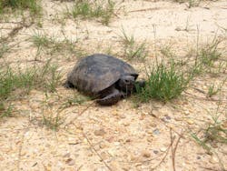 Improved vegetation management practices have helped boost gopher tortoise populations on Cooperative Energy’s ROWs and are allowing crews to respond faster to outages. Improved vegetation management practices have helped boost gopher tortoise populations on Cooperative Energy’s ROWs and are allowing crews to respond faster to outages.