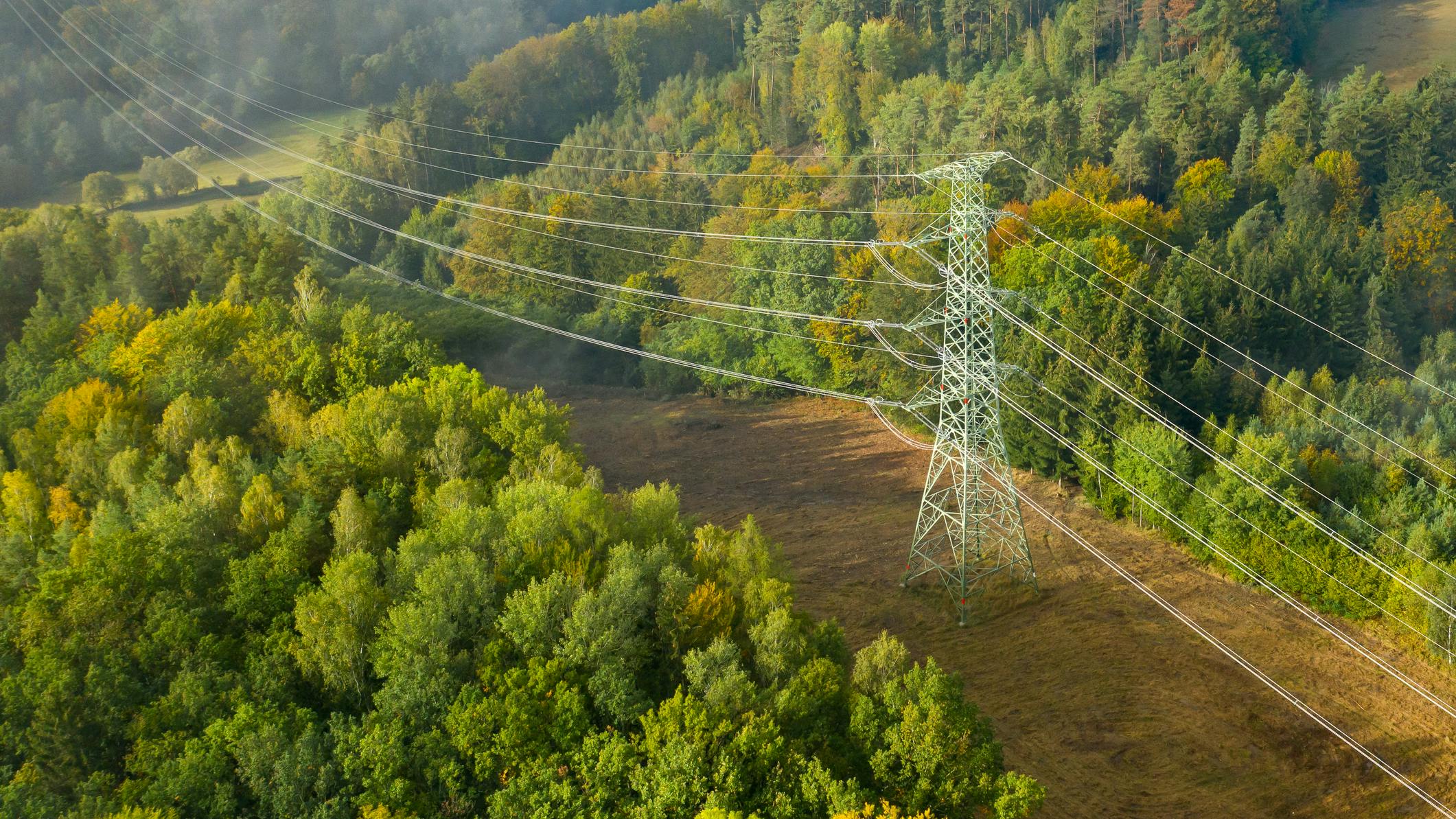 trees by powerlines
