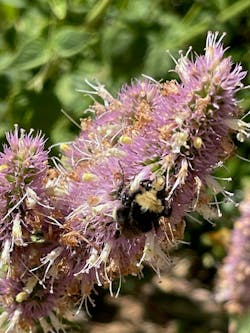 Giant Hyssop, Agastache urticifolia, is noted for its dense spikes of inflorescence containing purple flowers and tubular corollas that attract a host of pollinator insects. These are growing in the SMUD ROW in Eldorado, a national forest. Giant Hyssop, Agastache urticifolia, is noted for its dense spikes of inflorescence containing purple flowers and tubular corollas that attract a host of pollinator insects. These are growing in the SMUD ROW in Eldorado, a national forest.