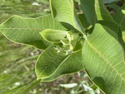 An early instar monarch caterpillar feeds on common milkweed in a ROW that was encountered during ground counts. An early instar monarch caterpillar feeds on common milkweed in a ROW that was encountered during ground counts.