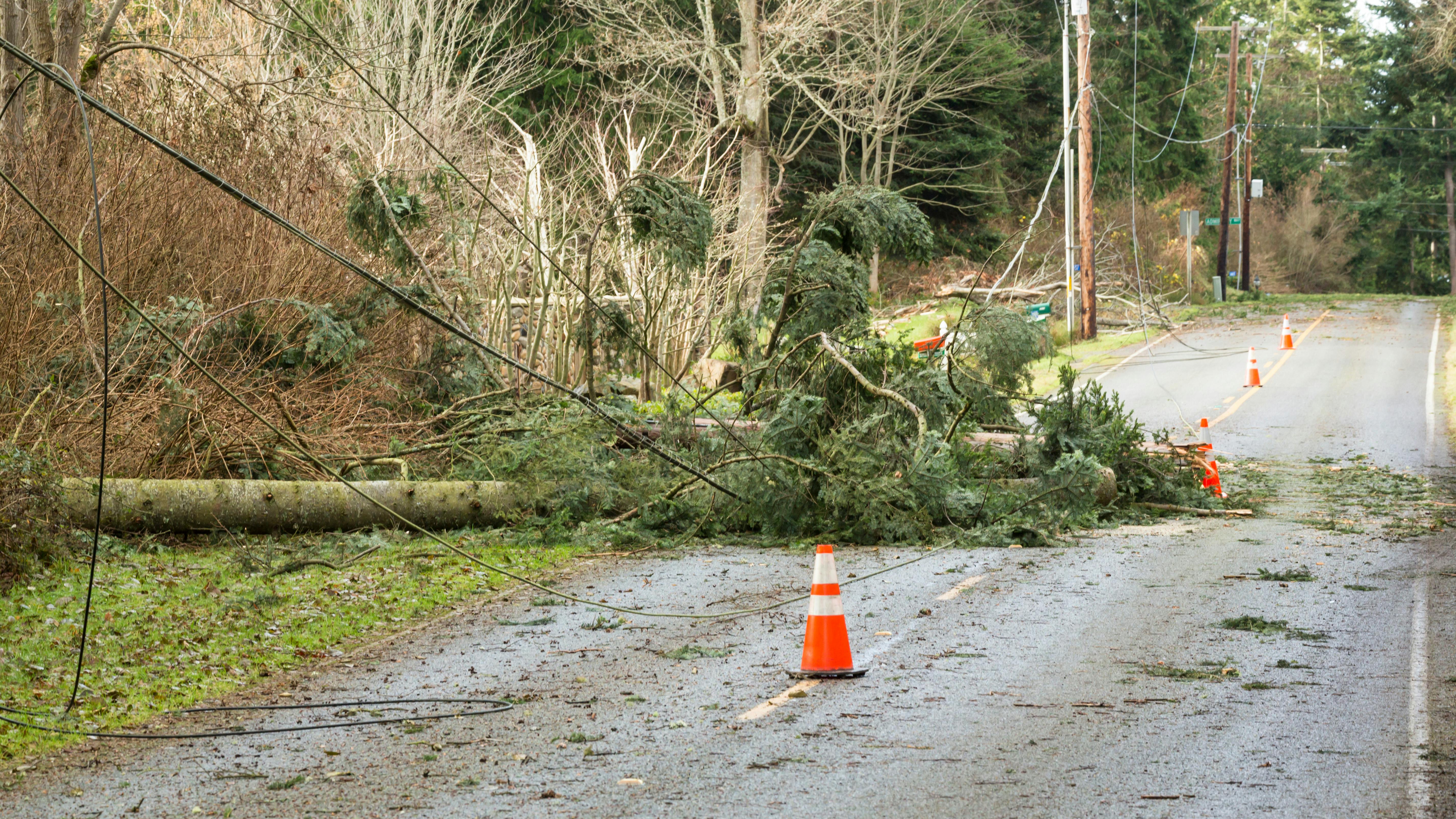 Vegetation outages are typically the leading cause of outages for electric utilities.