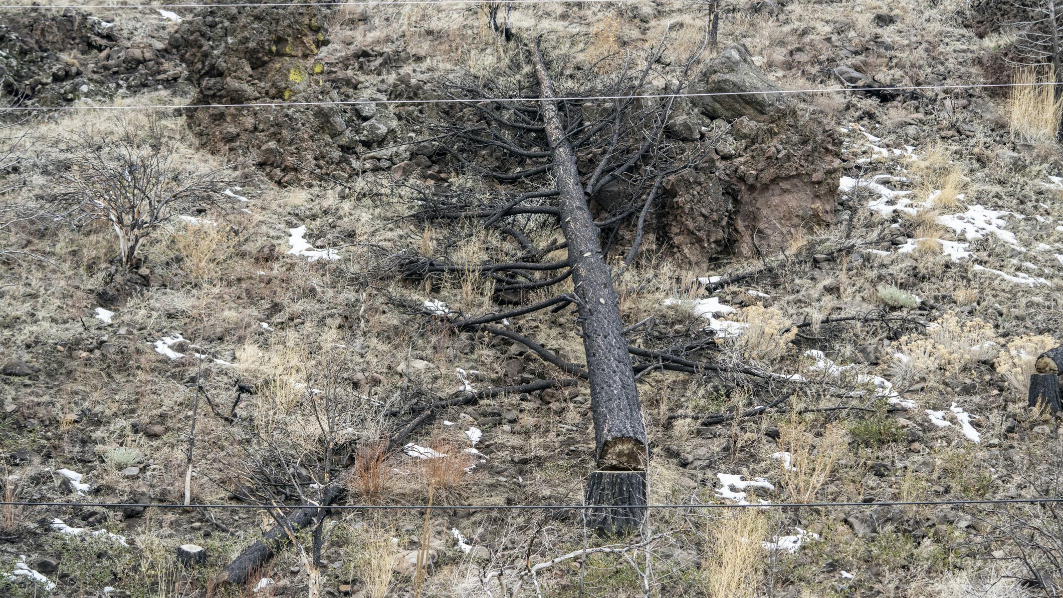 dead tree near power line