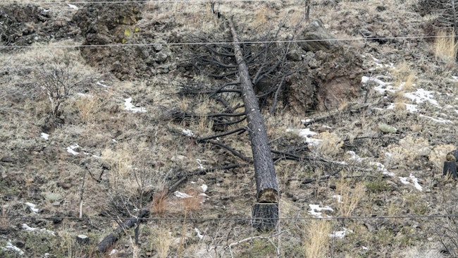 dead tree near power line