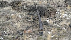 dead tree near power line dead tree near power line