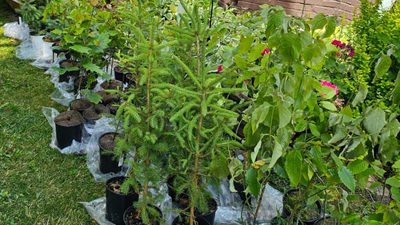 6826536aab566b6057472f4f Comedarbor Day