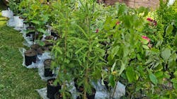 6826536aab566b6057472f4f Comedarbor Day 6826536aab566b6057472f4f Comedarbor Day