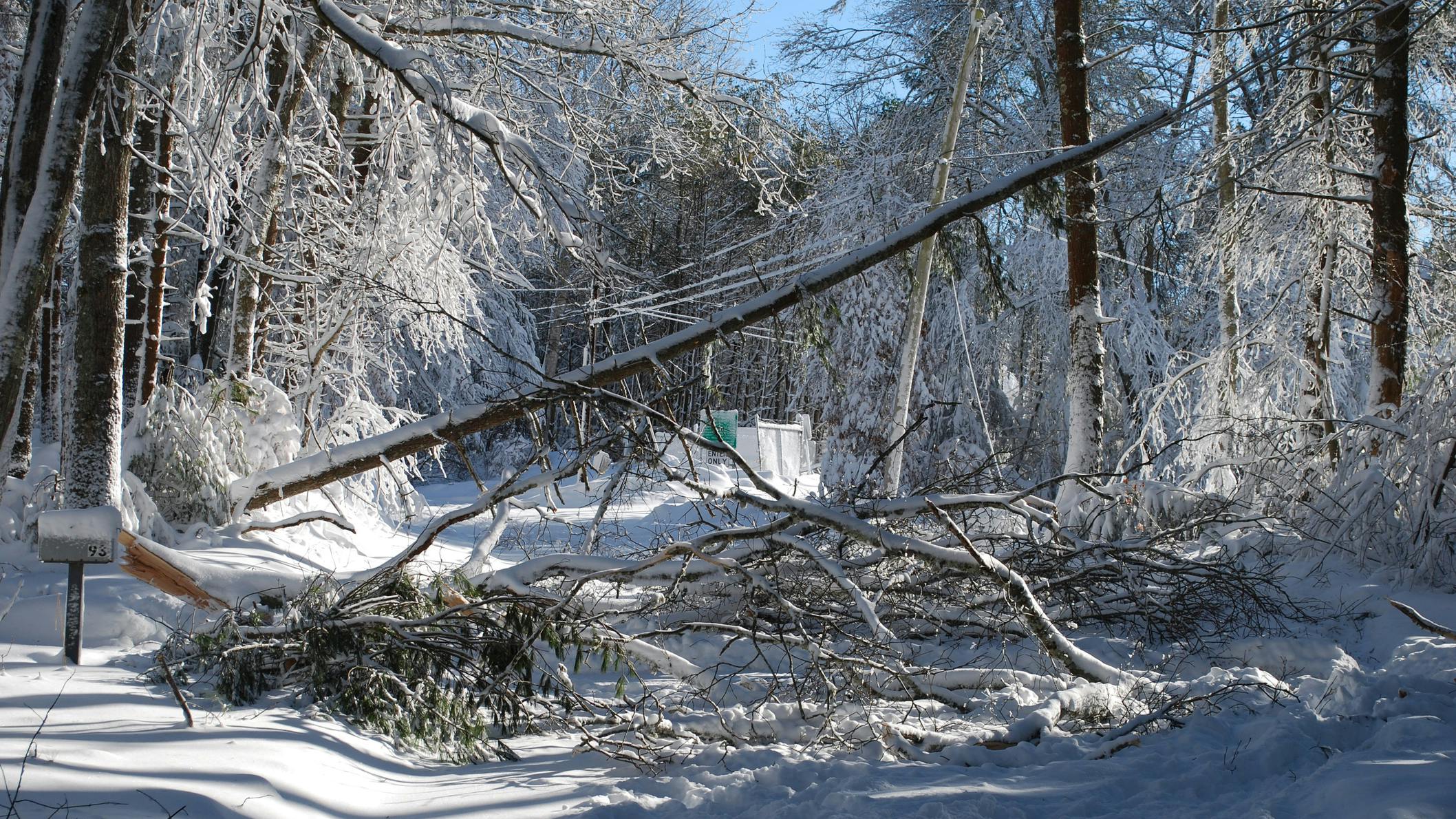 Broken tree limbs with snow on powerlines.